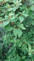 Rhododendron oldhamii