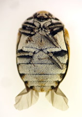 Anthrenus verbasci