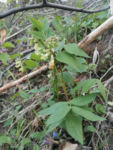 Image of Vicia oroboides by (c) Ljaž, some rights reserved (CC BY)