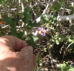 Solanum tomentosum