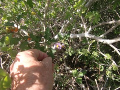 Solanum tomentosum