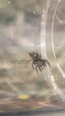 Pellenes tripunctatus