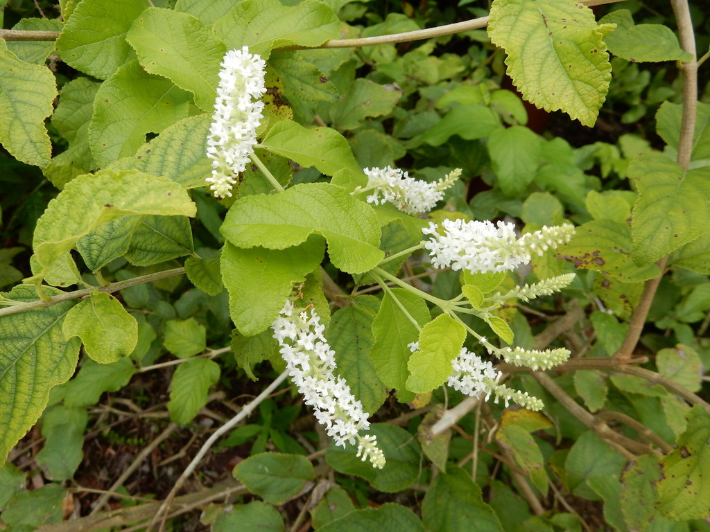 Sweet Almond Bush