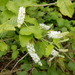 Verbena de Almendras Dulces - Photo (c) Steven Chong, algunos derechos reservados (CC BY-NC), subido por Steven Chong