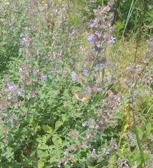 Macroglossum stellatarum