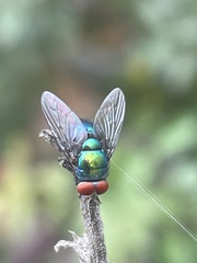 Chrysomya megacephala