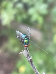 Chrysomya megacephala