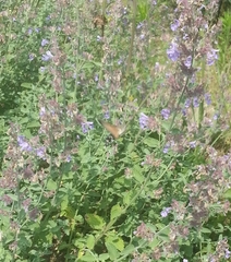 Macroglossum stellatarum