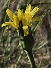 Takhtajaniantha austriaca