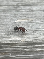 Camponotus planatus
