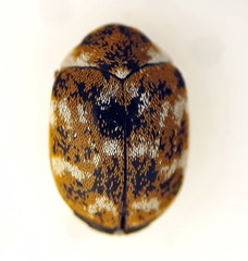 Anthrenus verbasci