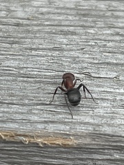Camponotus planatus