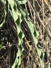 Takhtajaniantha austriaca