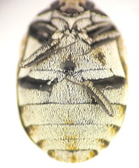 Anthrenus verbasci
