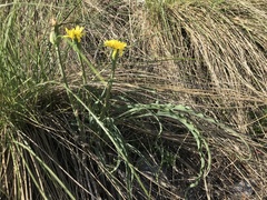 Takhtajaniantha austriaca