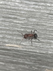 Camponotus planatus