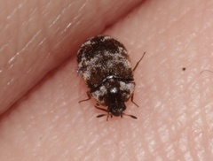 Trogoderma sternale aspericolle