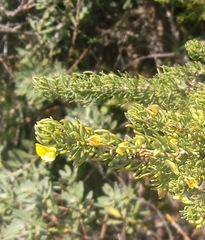 Aspalathus subtingens