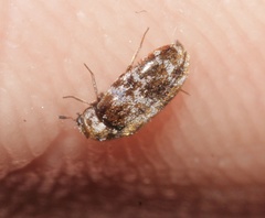 Trogoderma sternale aspericolle