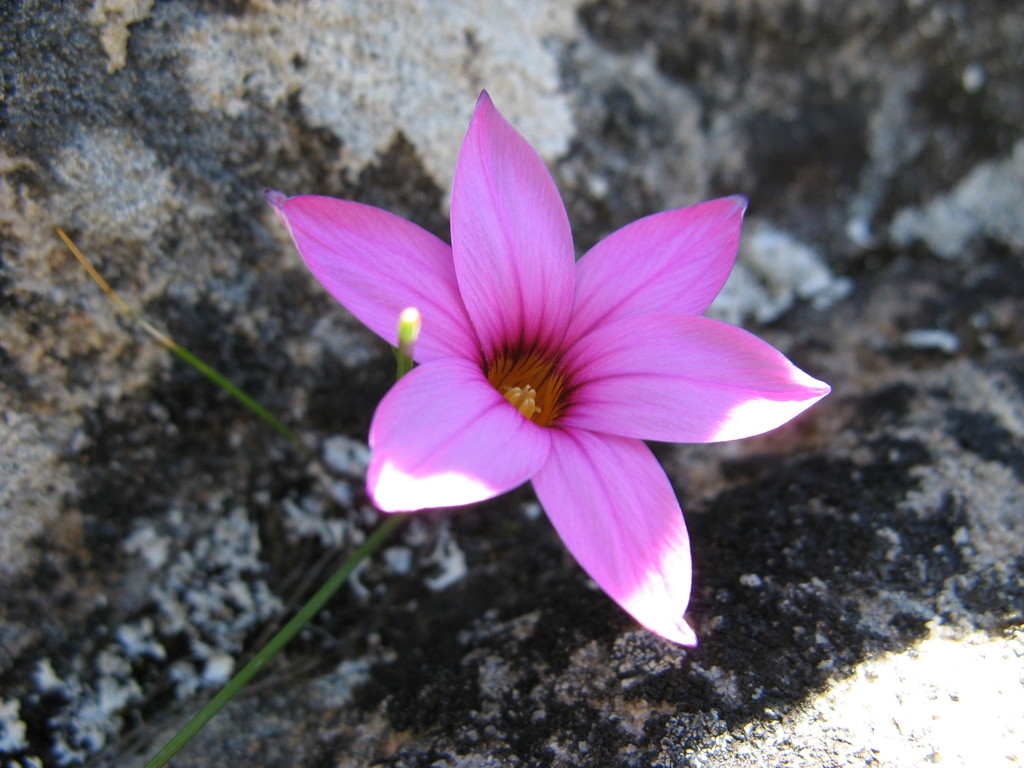 Romulea saxatilis