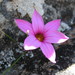 Romulea saxatilis - Photo (c) Nick Helme, some rights reserved (CC BY-SA), uploaded by Nick Helme