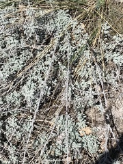 Artemisia vallesiaca