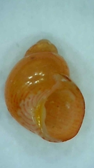 Phasianellidae