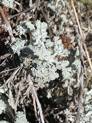 Artemisia vallesiaca