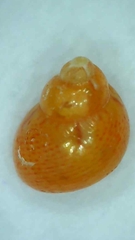 Phasianellidae