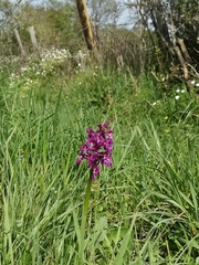Anacamptis palustris