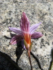 Romulea saxatilis