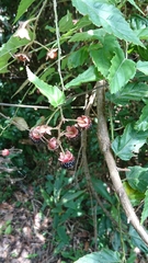Rubus swinhoei