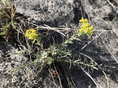 Euphorbia seguieriana
