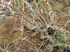 Caroxylon tuberculatum