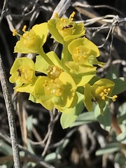 Euphorbia seguieriana