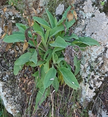 Digitalis thapsi
