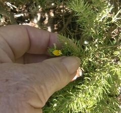 Aspalathus subtingens