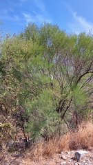Fraxinus greggii