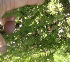 Aspalathus subtingens