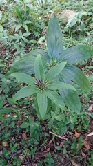 Paris polyphylla