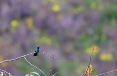 Colibri coruscans