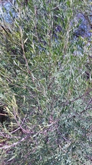 Fraxinus greggii