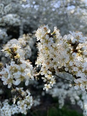 Prunus spinosa