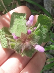 Lamium purpureum