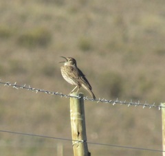 Certhilauda curvirostris brevirostris