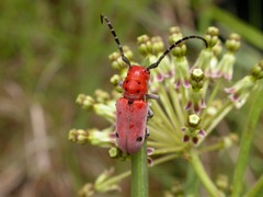 Tetraopes quinquemaculatus