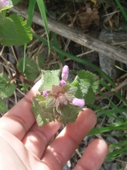 Lamium purpureum