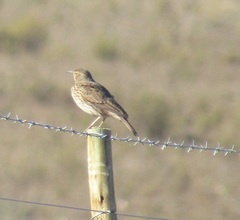 Certhilauda curvirostris brevirostris