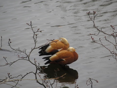 Tadorna ferruginea