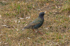 Sturnus vulgaris